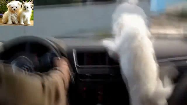 Приколы с животными!!!! смотреть онлайн