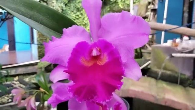 Cattleya Taichung Beauty смотреть онлайн