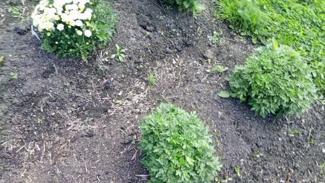 Хризантема мультифлора и корейская в открытом грунте 27.07.23