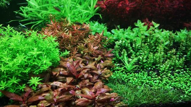 Dutch Style Aquarium 70l - 5. week смотреть онлайн