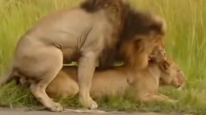 Брачный сезон у львов-приколы с животными