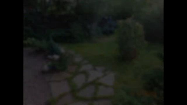 Ольга Казьмина Хвойные смотреть онлайн