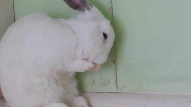 Как умывается кролик? смотреть онлайн