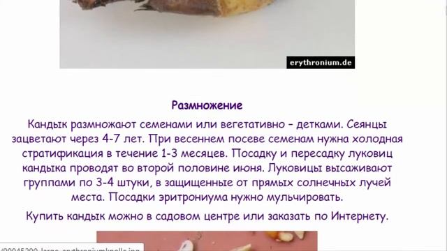 Собачий зуб.  Кандык.  Эритрониум. смотреть онлайн