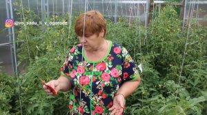 После Этой Подкормки Томаты Просто Усыпаны Плодами!