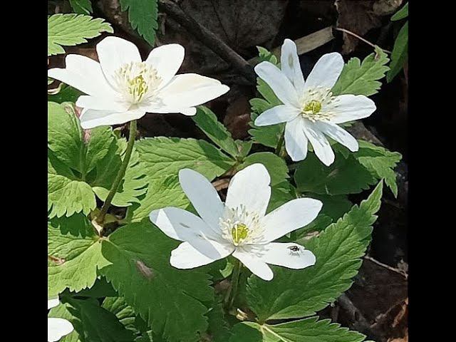 flowers   anemone, forest , spring,  цветы ветренница, птицы,лес, весна
