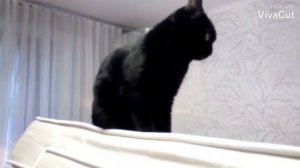 Кот напал на хозяина!Смотреть до конца!