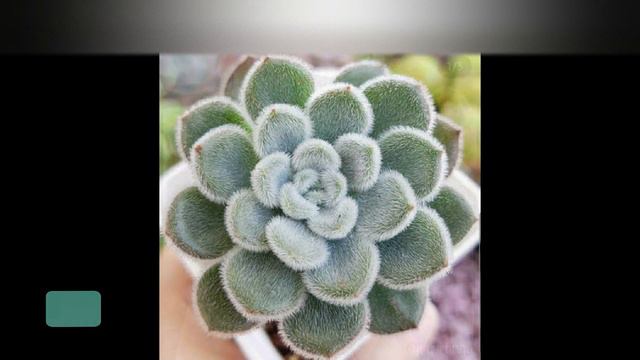 TOP 10 SUCULENTAS PELUDITAS смотреть онлайн
