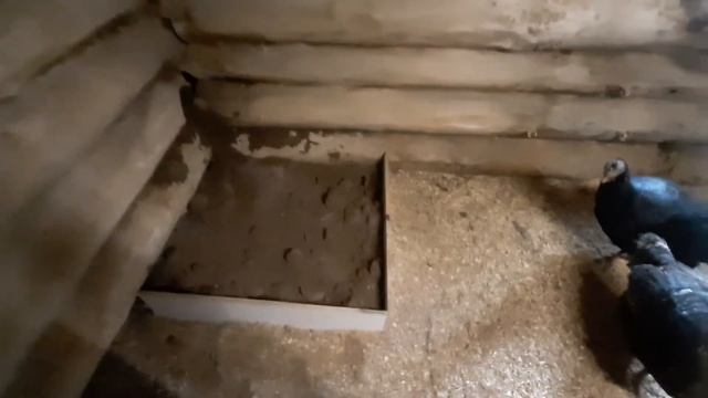 Как избавится от пероеда/клеща/ песчано-зольный бассейн для кур-шесушек/ смотреть онлайн