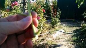 Как черенковать пионы