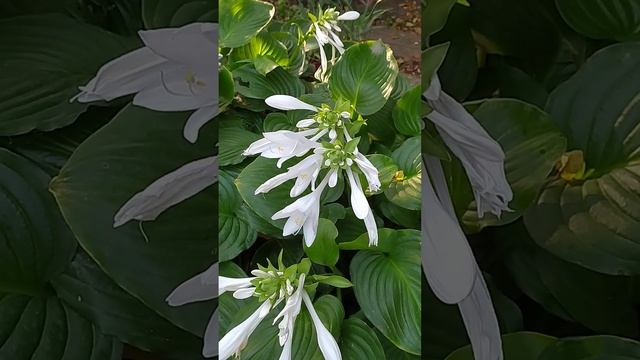 хоста белая. смотреть онлайн