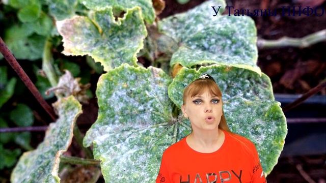 Опрыскайте ЭТИМ ОГУРЦЫ и избавьтесь от МУЧНИСТОЙ РОСЫ!!!