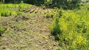 ФУНДУК.Прививки Фундука на МЕДВЕЖИЙ орех.Крупноплодные сорта фундука.