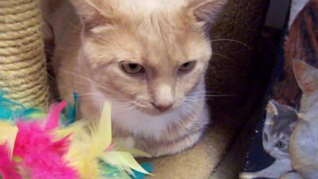 ADOPTED. Elliott is very gentle and sweet and loving. Noah's Kingdom Humane Society 2014 смотреть онлайн