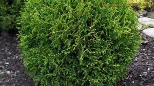 Туя западная Литл Гем. Краткий обзор, описание характеристик thuja occidentalis Little Gem