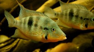 Торихтис Меека, Цихлазома - Thorichthys meeki