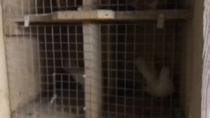 Паровка Брянских высоколетных голубей 1-я часть 2020