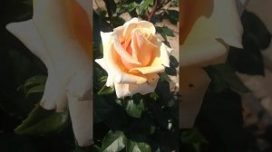 Роза от которой не возможно отказаться, чайной гибридная роза Крем карамель