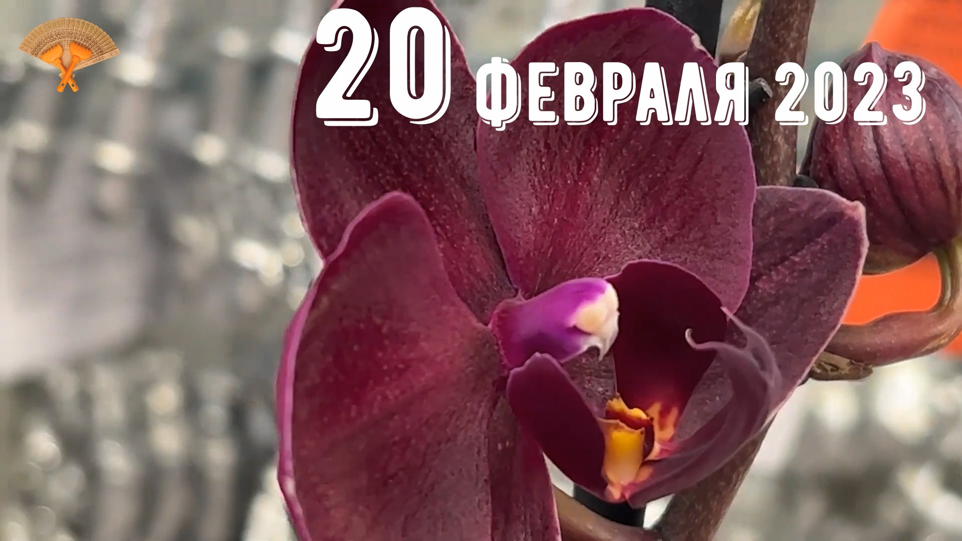 Грабли веерные Для любителей канала Грабли Live 20.02.2023 смотреть онлайн