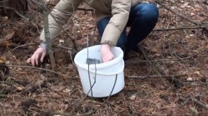 Зеленушки и чернушки - последние грибы.