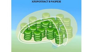 фотосинтез в листьях растений