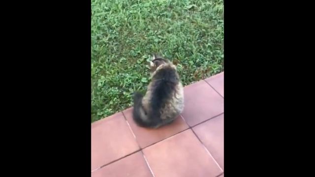 Пуся, ты кого принесла? смотреть онлайн