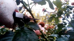 Летняя обрезка плетистой розы "Полька" в виде шраба после цветения, стремительный рост побегов и др
