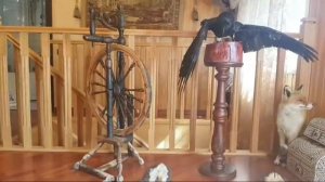 РЕЗУЛЬТАТ МОИХ ТРУДОВ УСТАМИ ЛЮДЕЙ. ВЕДЬМИНА ИЗБА ▶️ ИНГА ХОСРОЕВА.