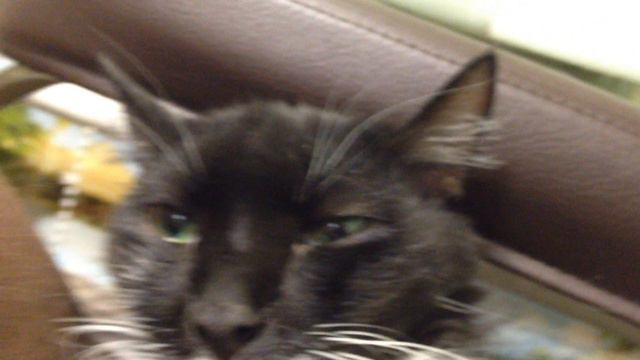 Милые-премилые глаза кота часть 5 смотреть онлайн