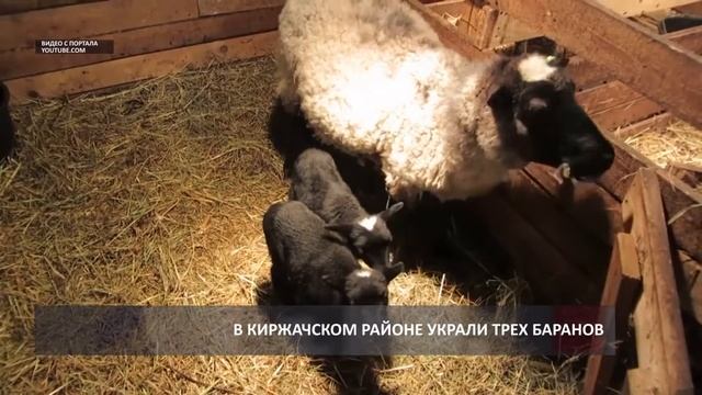 2016 09 01 HD В Киржаче из стада украли трех баранов смотреть онлайн