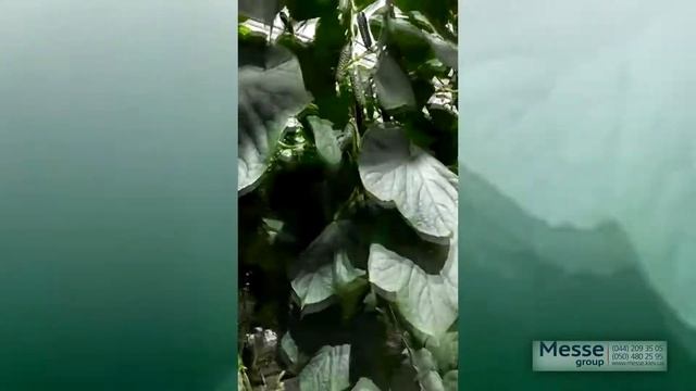 СВ 4097 ЦВ F1 - очень ранний гибрид огурца корнишона смотреть онлайн