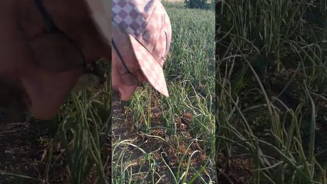 Болезни лука. Трипс. Ялтинский лук. смотреть онлайн