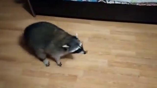 Как приручить Енота за 1 минуту смотреть онлайн