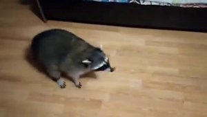 Как приручить Енота за 1 минуту