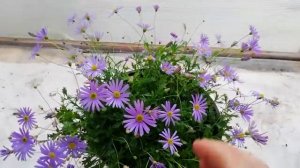 Брахикома вегетативная