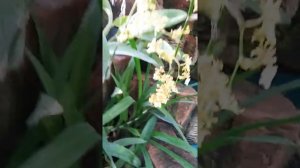 Oncidium Taka - Oncidium Dancing Lady - Phalaenopsis Mini - Beautiful Orchids #Shorts