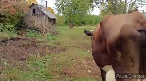 Пришли в себя, будем снимать дальше! В деревне на хозяйстве)))