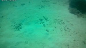 Дикарями по Африке (Часть 3,дайвинг в Момбасе,Кения)