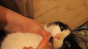 как дать таблетку кошке