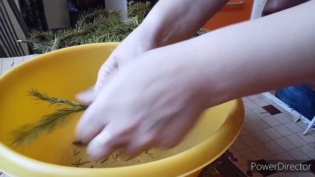 #Хвоя для кур. Как я заготовила #витаминную добавку. ?