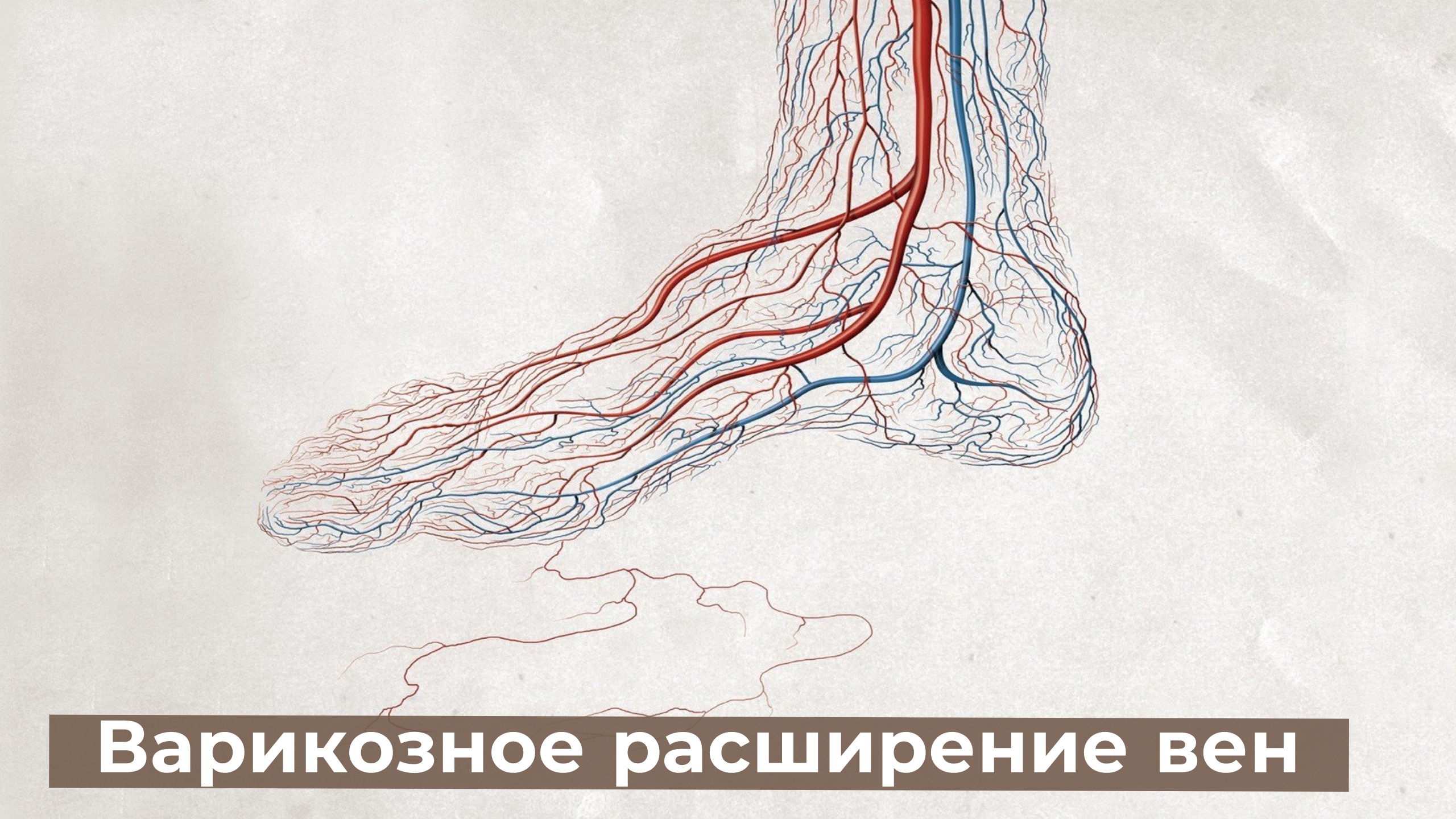 Вени 4. Кровеносная система капилляры. Вена кровеносный сосуд. Кровеносная система нижних конечностей.