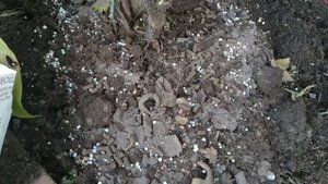 Подкормка черной смородины осенью для большого урожая летом!