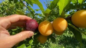 Алыча Июльская Роза. 6 августа 2022. Самарская область