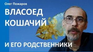 Власоед кошачий и его родственники