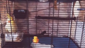 Адаптация попугая Кореллы/правила/ПРОДОЛЖИТЕЛЬНОСТЬ??