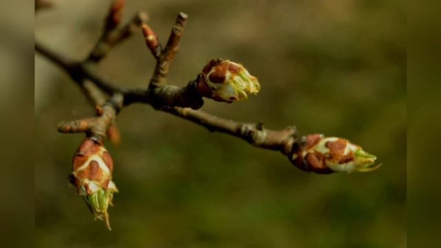Весна. Как появляются листочки смотреть онлайн