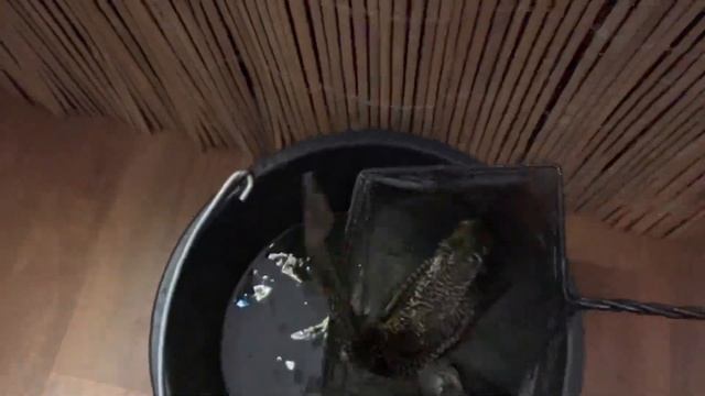 Золотые рыбки и телескопы смотреть онлайн