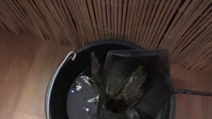 Золотые рыбки и телескопы