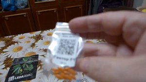 Лучший гибрид огурца открытого грунта Гектор F1.