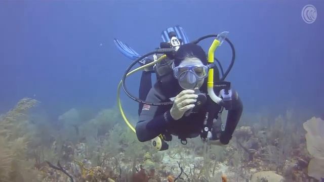Intova Edge X Scuba Divers HD Camera смотреть онлайн